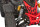 Celavi RS10 4G+RG 250cc Rot